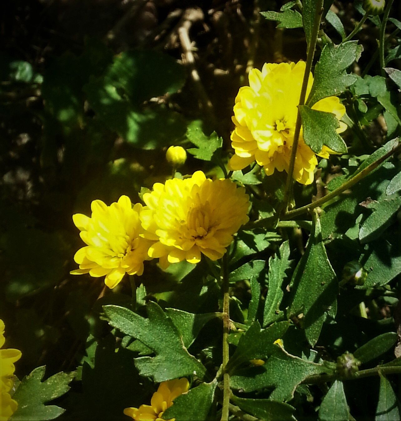 Yellow flowers.jpg