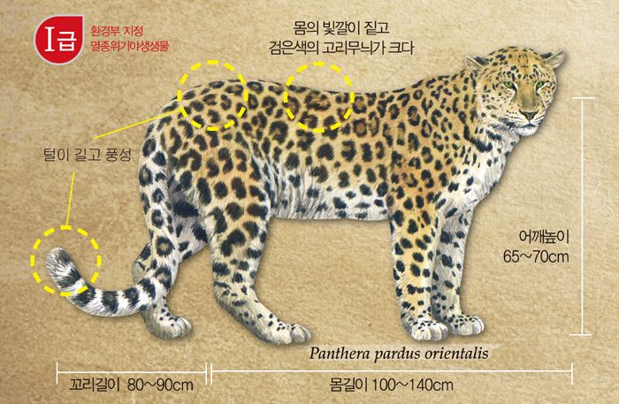 Korean_Leopards_Exhibition_07.jpg