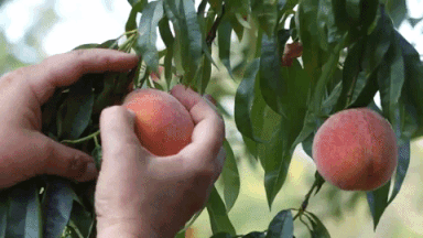 x curlfree peaches 5-1.gif