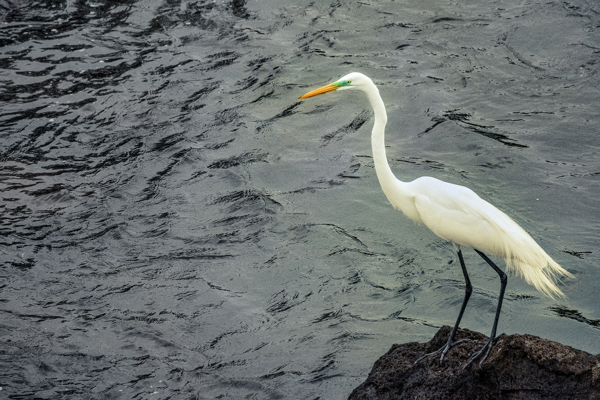 WhiteHeron.jpg