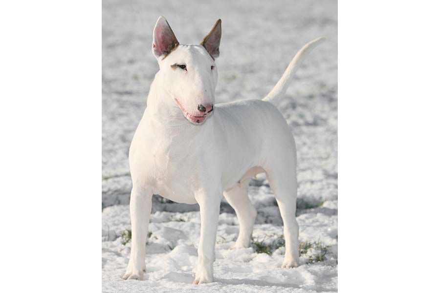 englishbullterrier.jpg