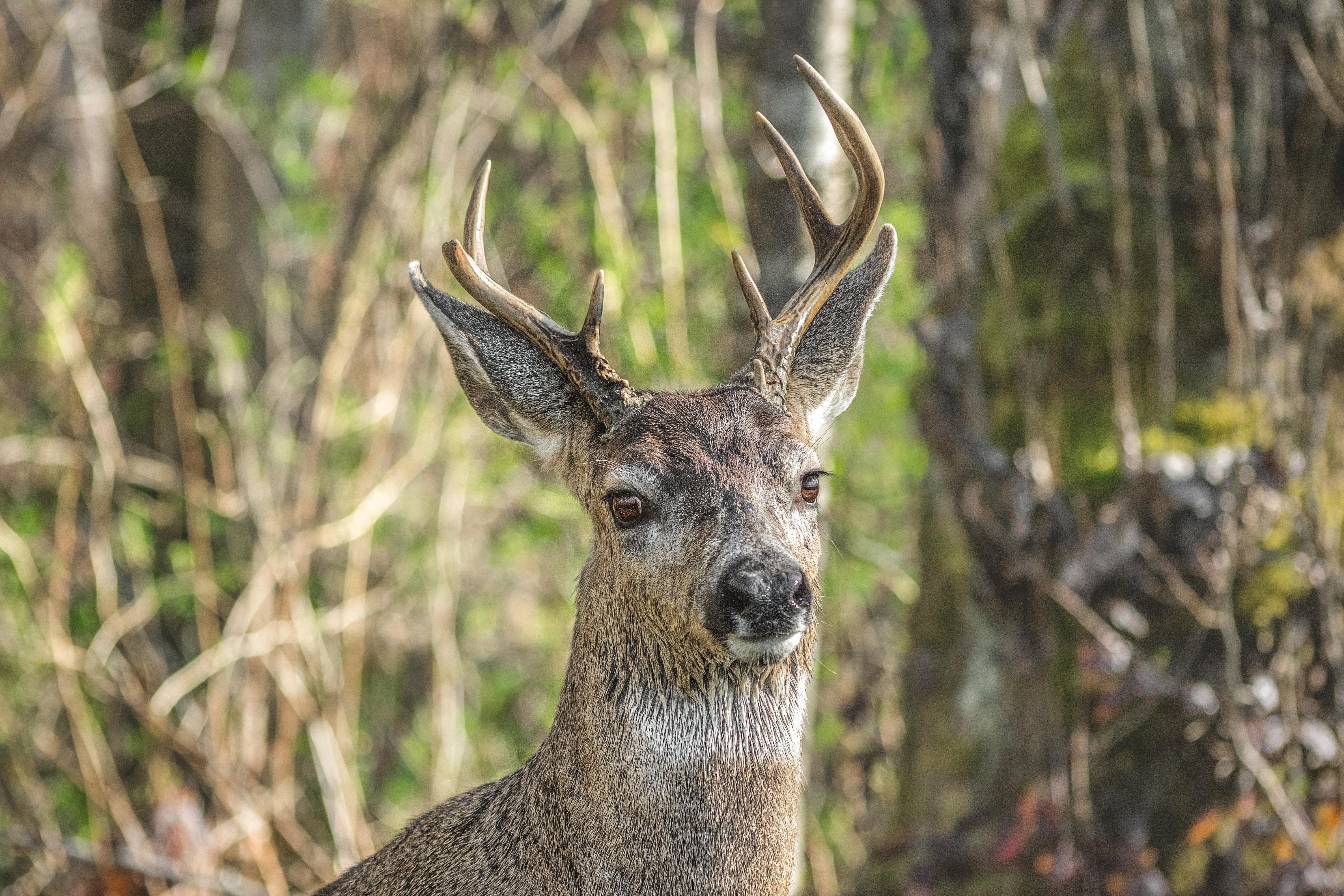 crimsonclad-black-tail-deer3.jpg