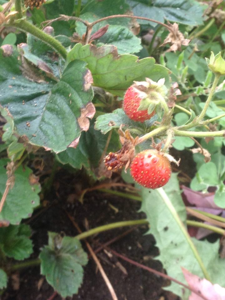 Sept 27 strawberry.jpg