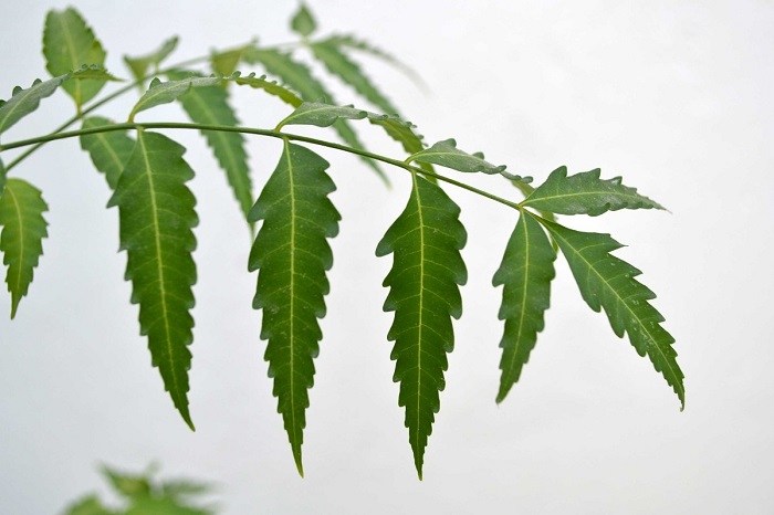 neem.jpg