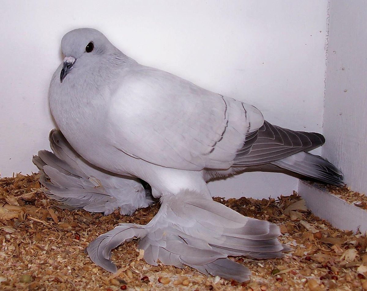 1200px-Ice_Pigeon.jpg