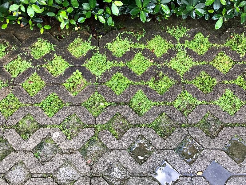 smartphonephotography squares nature moss gardenpath.jpg