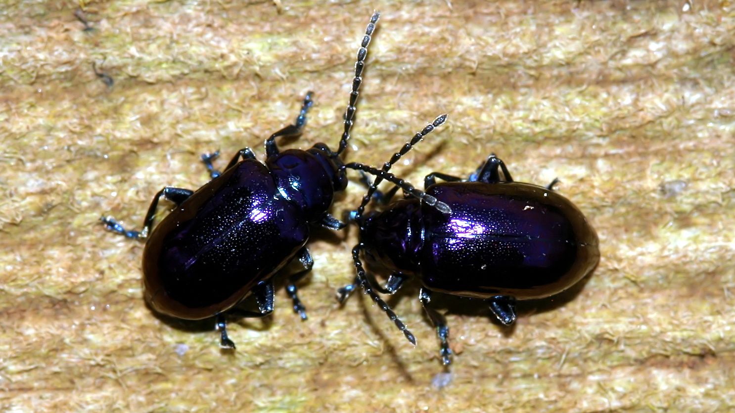 Chrysomelidae Altica pagana-n1-Emu-Valley-Rhodo-Garden.jpg