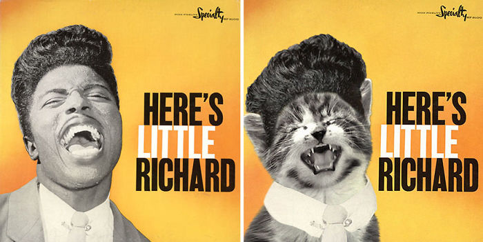 This-guy-created-very-cute-covers-of-the-music-world-replacing-singers-with-cats-5a2e4c0c0e166__700.jpg