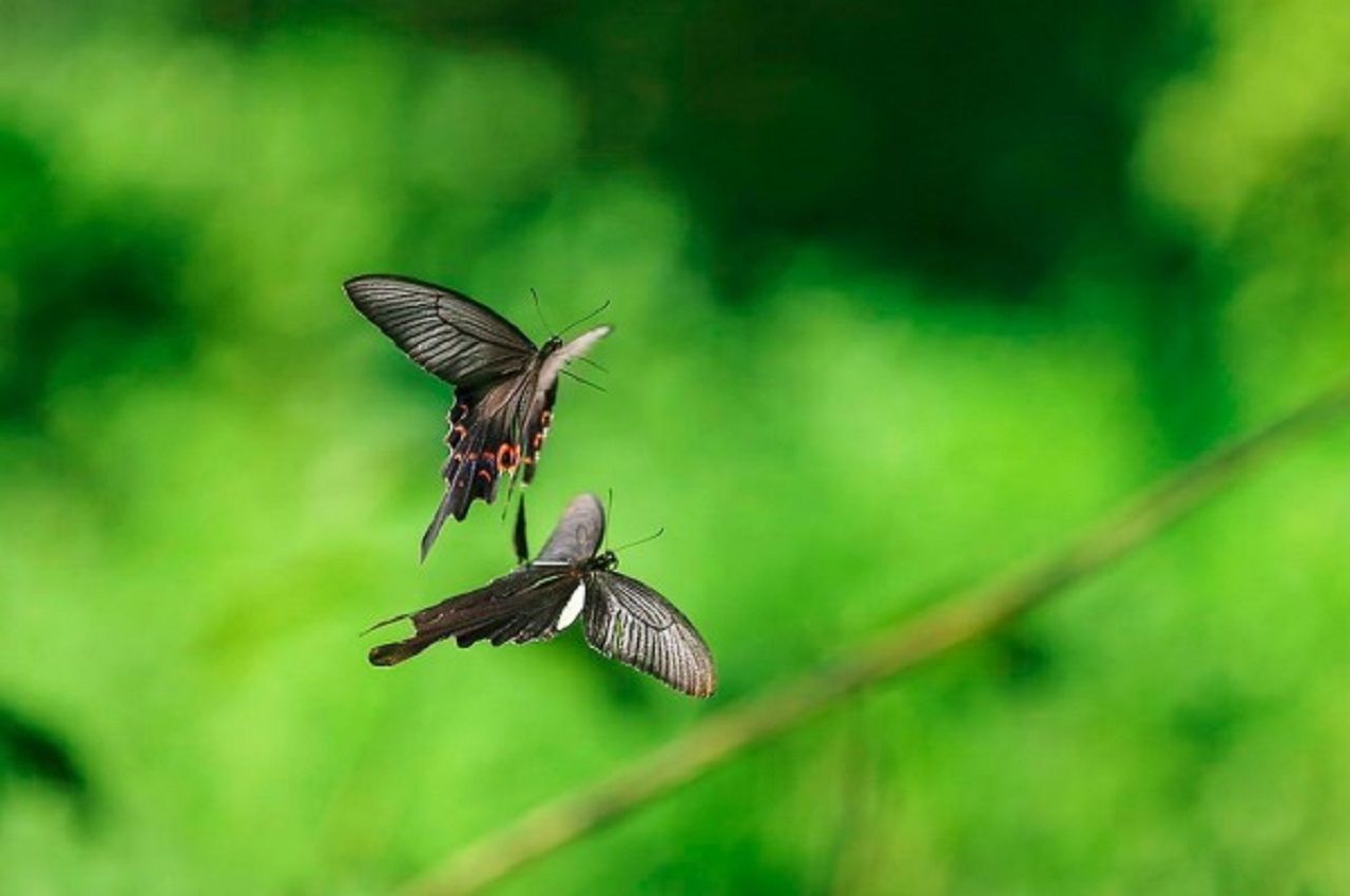 mating-dance-600x398.jpg