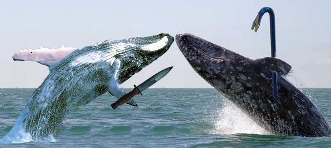 whale-wars.jpg