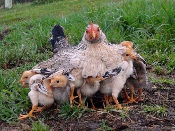 save the mom chicken baby — Steemit