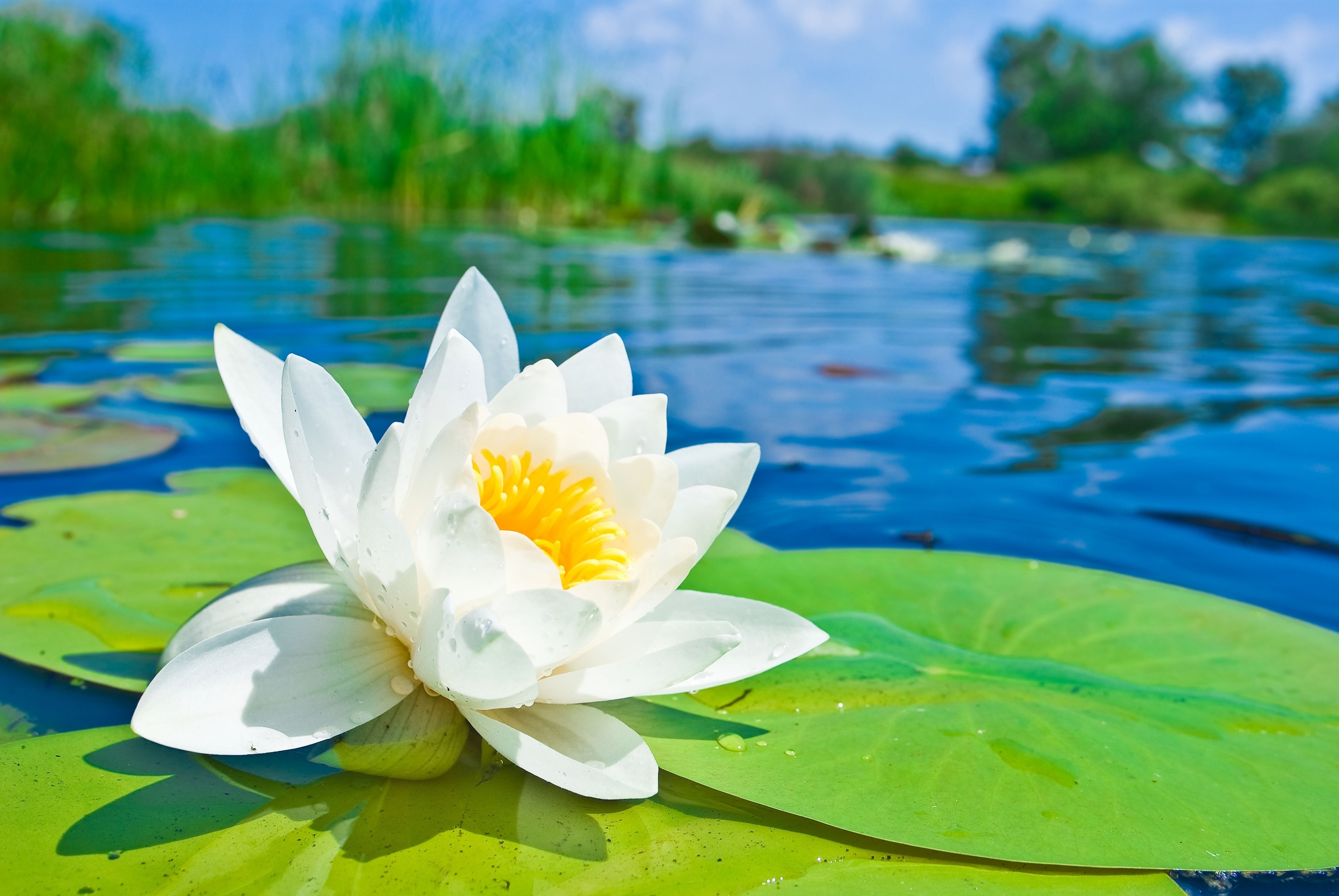 water lily.jpg