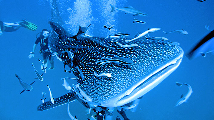 whale-shark-thailand.jpg