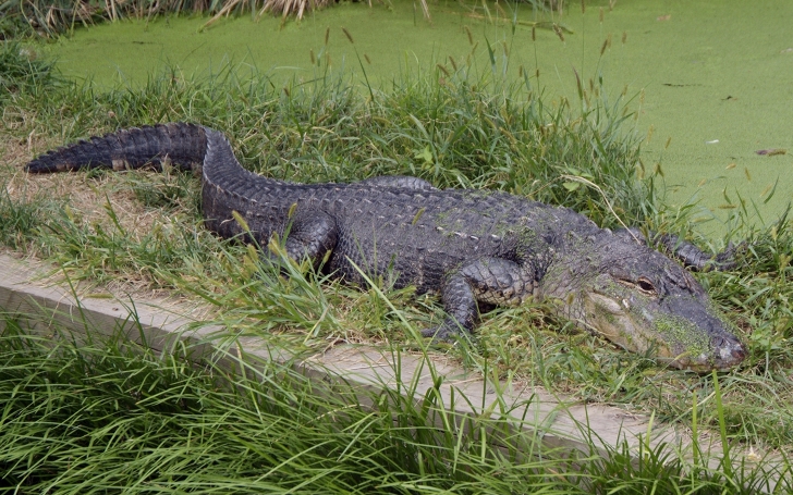 americanalligator-001.jpg