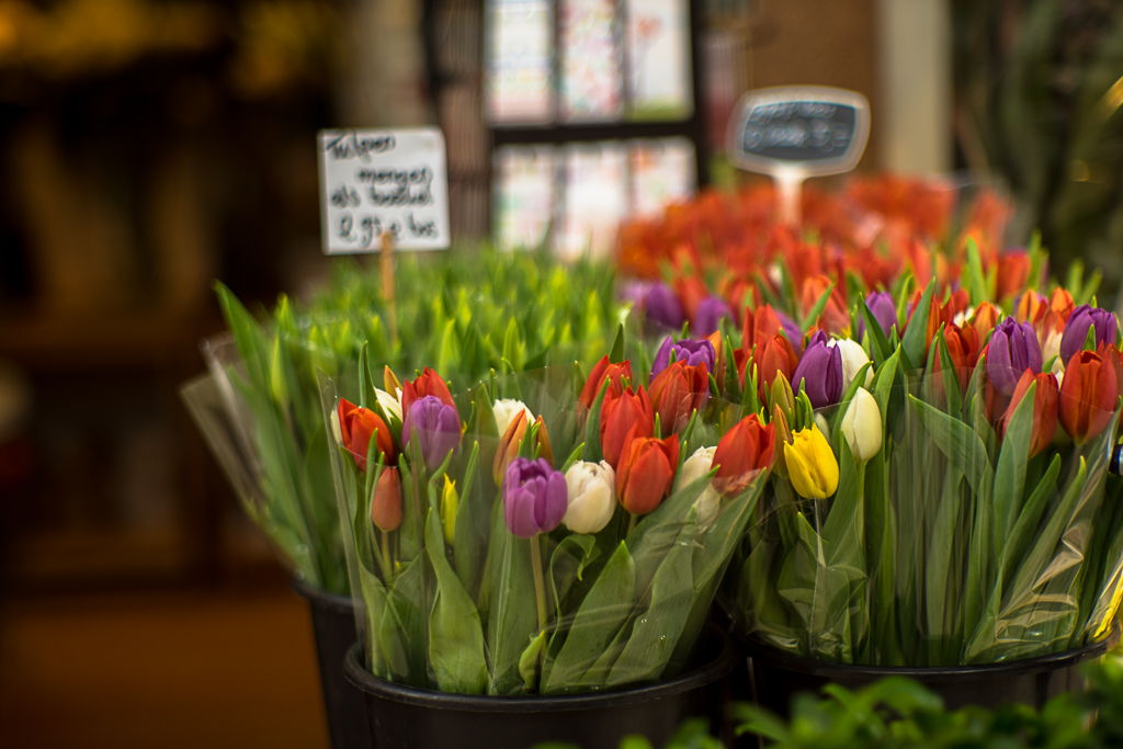 03-04-2018-tulips-03164.jpg