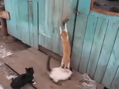 cat-opens-a-closed-door.gif