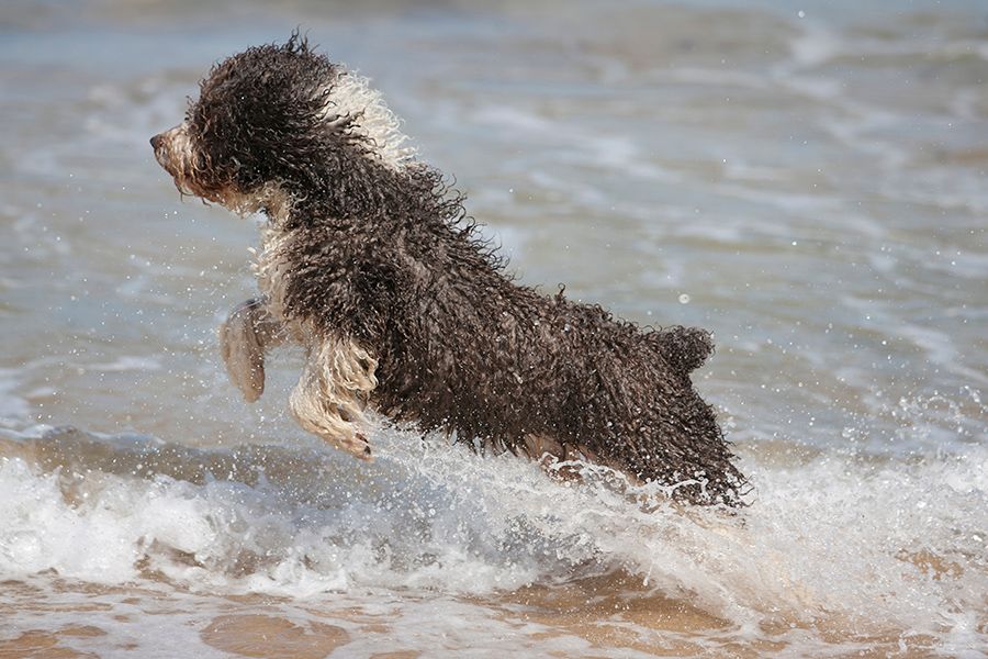 spanish water dog jumping.jpg