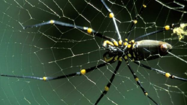 151207141000_vert_earth_spiders_640x360_creditdavidnotonnpl_nocredit.jpg