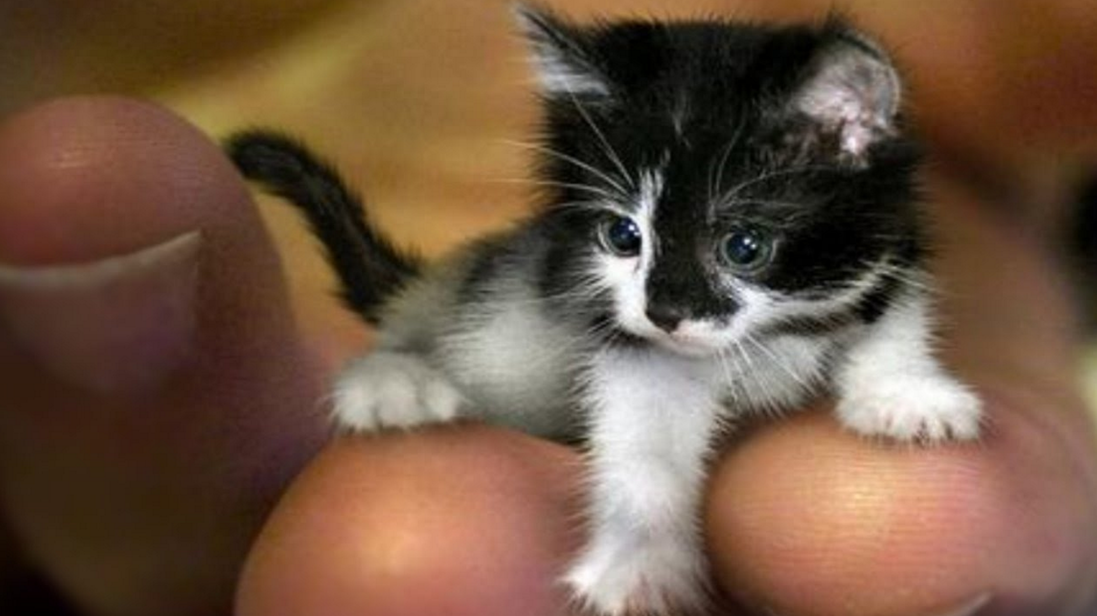 Жил на свете котенок. Мистер Пибблз. Маленький котенок. Самый маленький кот. Самые маленькие кошки в мире.