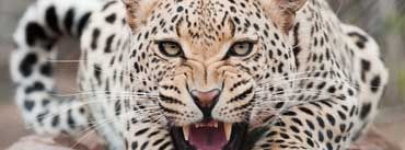 126-snarling-leopard.jpg