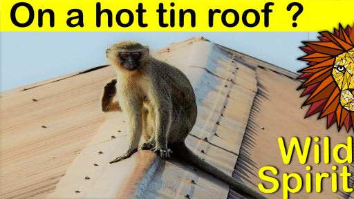 hot tin roof.png