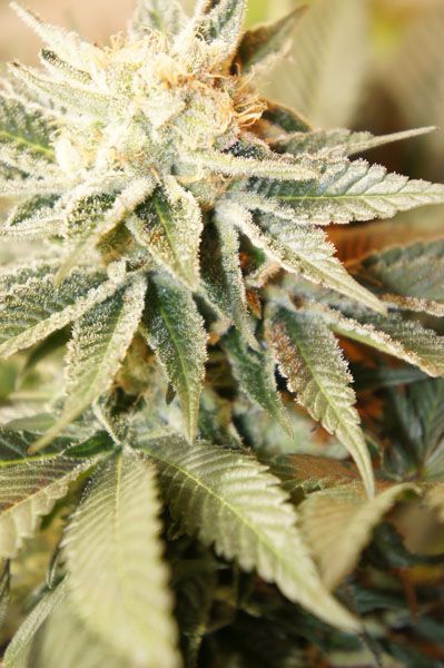 main_behindthestrain_pineapple-express.jpg