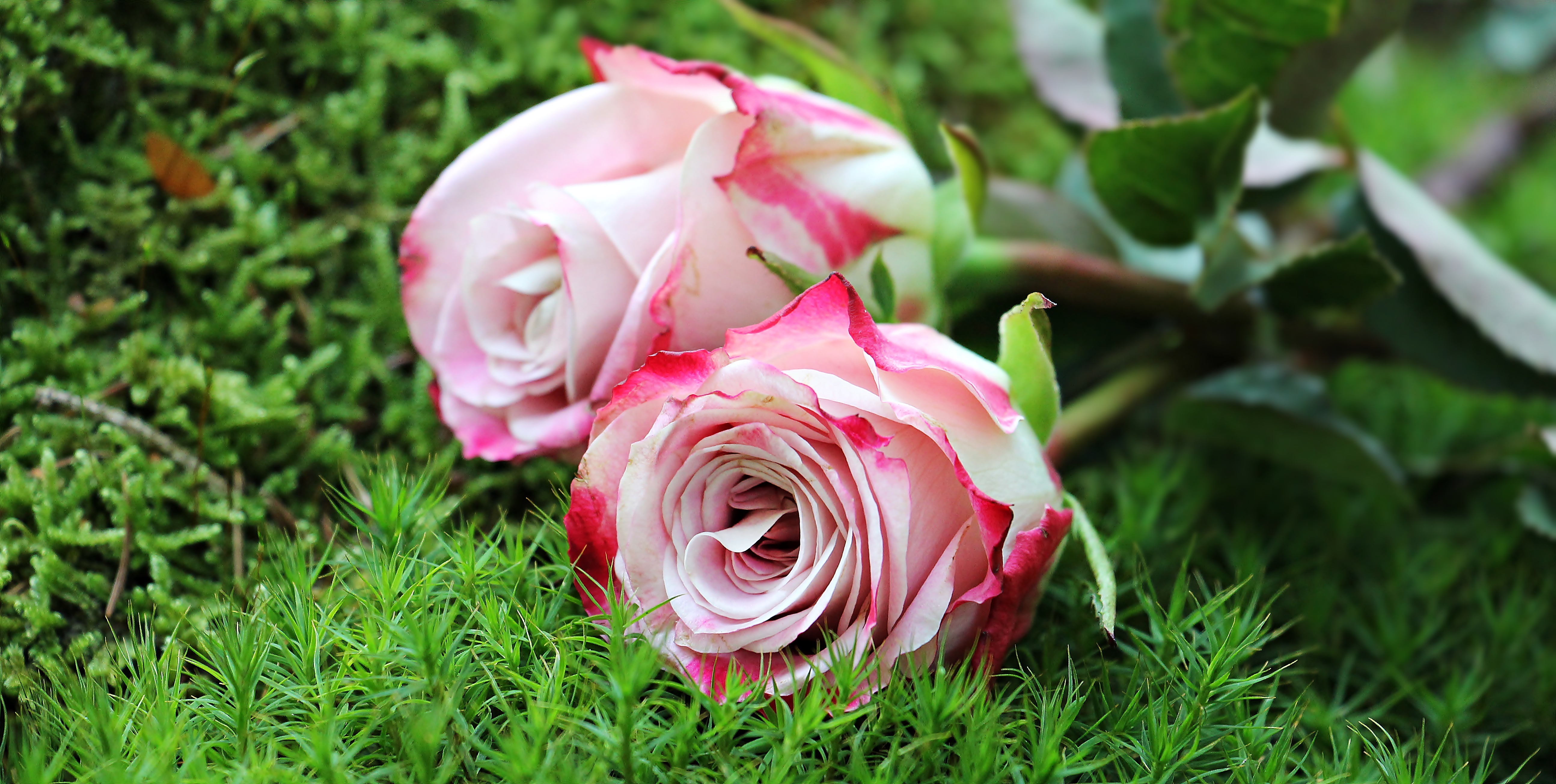 roses-1868669.jpg