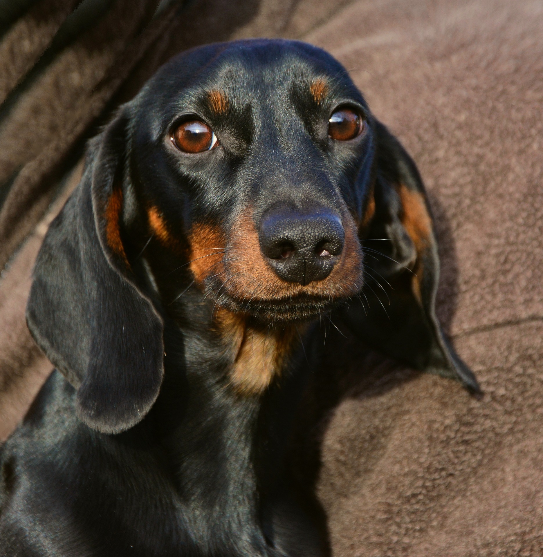 dachshund-2133330_1920.jpg