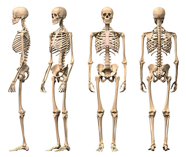 esqueleto.jpg