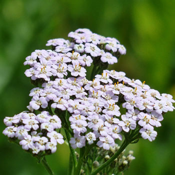 yarrow-181683.jpg