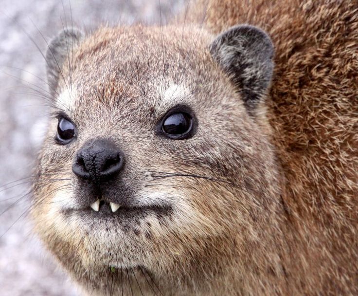 hyrax-04.jpg