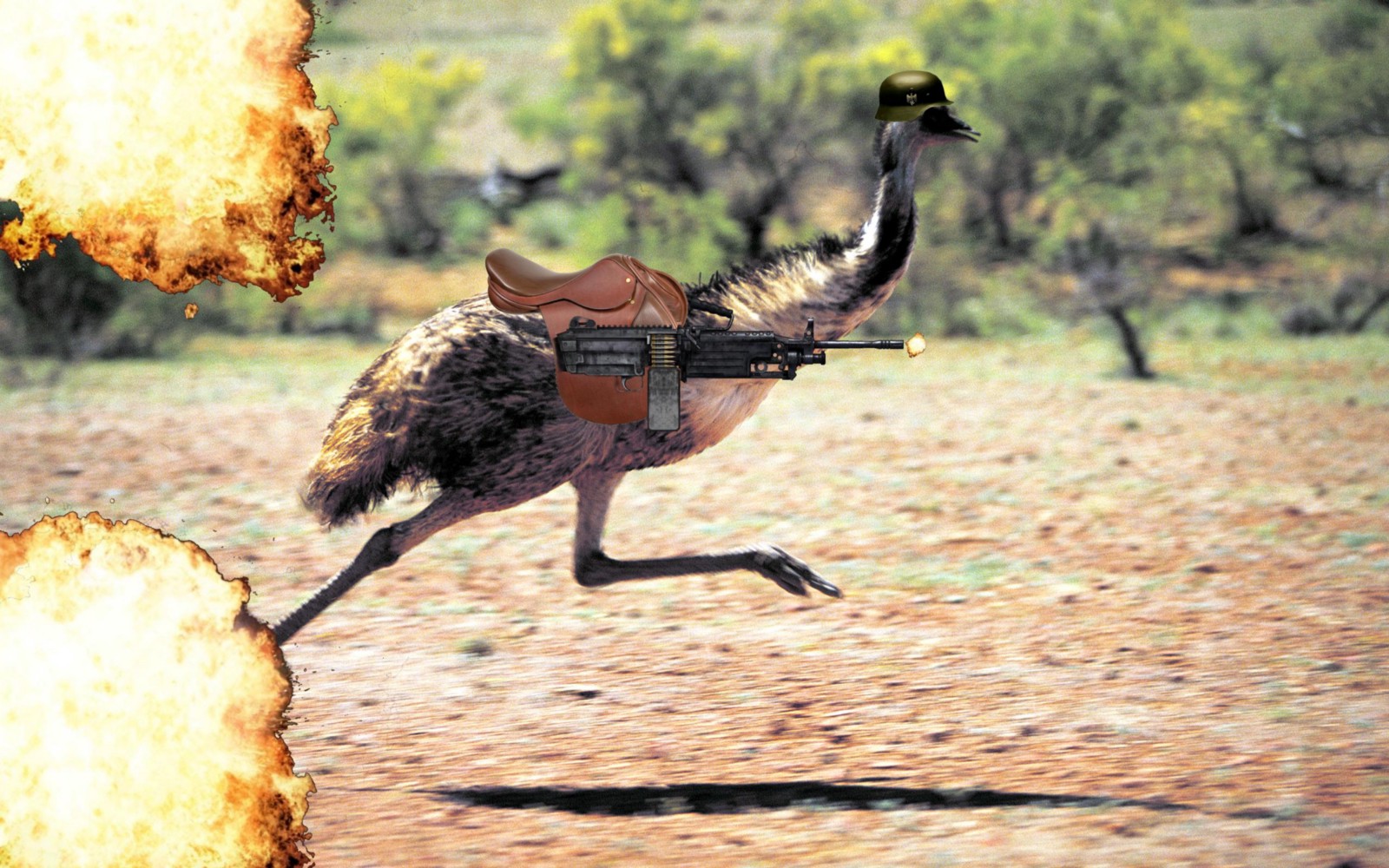 emu with guns.jpg
