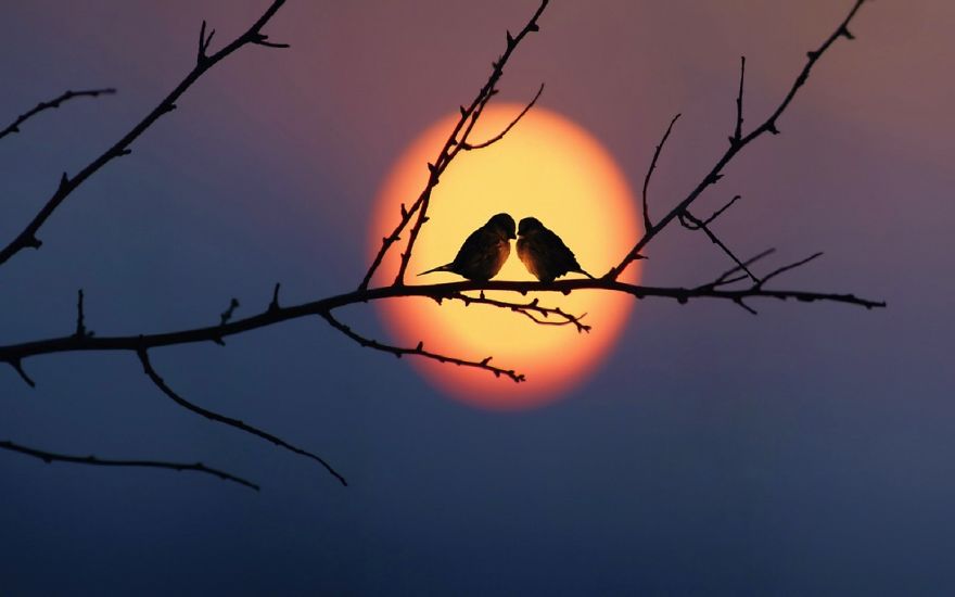 love-birds-sky-sunset-993-1440x900__880.jpg