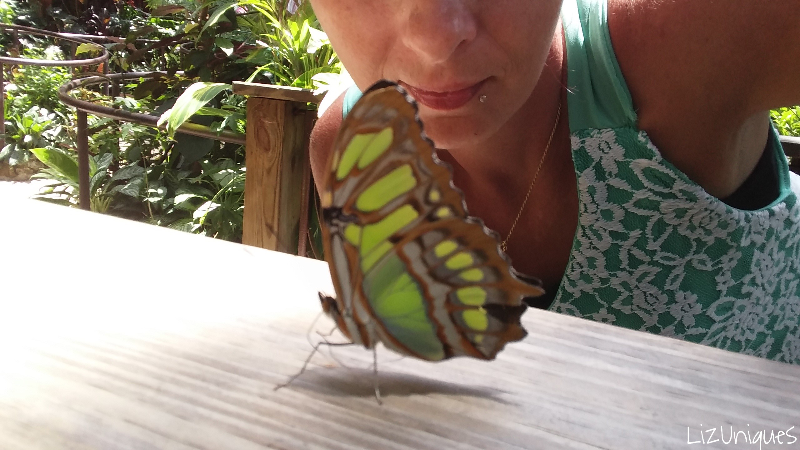 Butterfly Garden at The Florida Museum of Natural History, Gainesville
