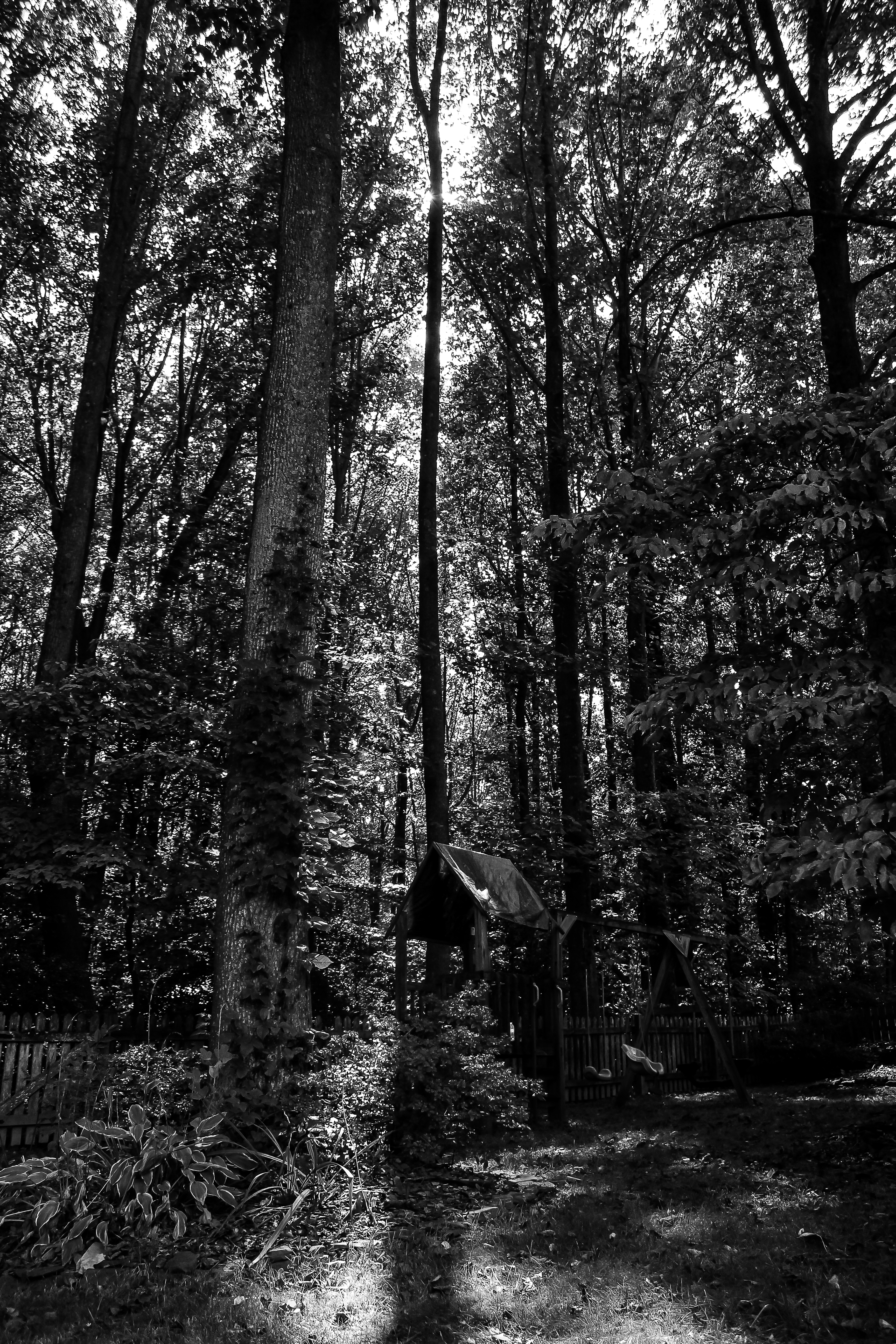 Treehouse in woods-Fairfax VA.jpg