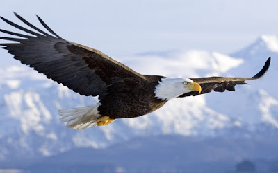flying-eagle-pictures-free-download.jpg