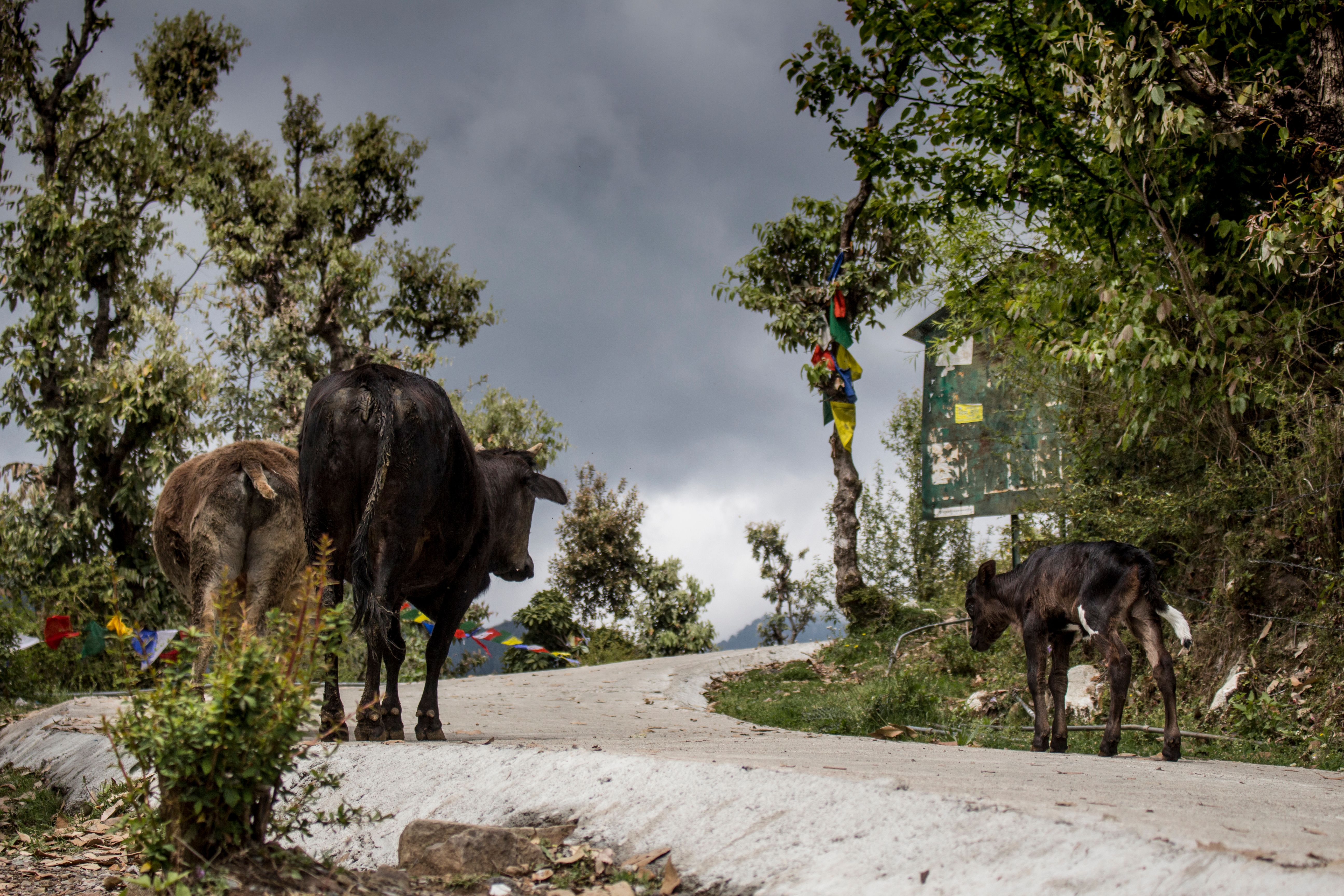 garden cows.jpg