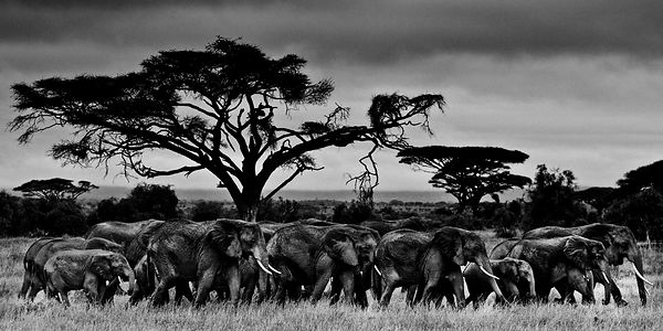 5442-Marche_des_elephants_Kenya_2007_Laurent_Baheux_large.jpg