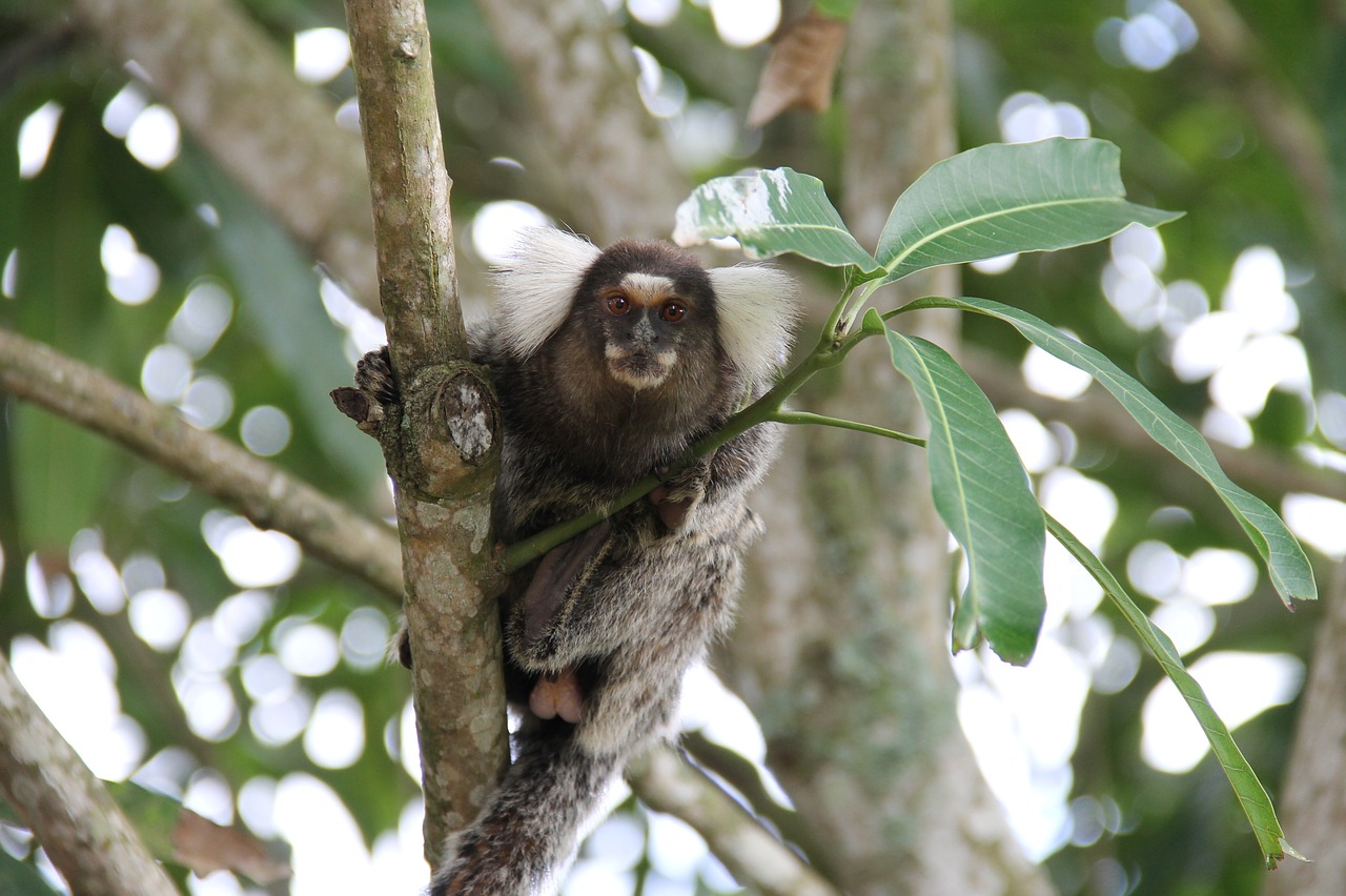 marmoset-2322066_1280.jpg