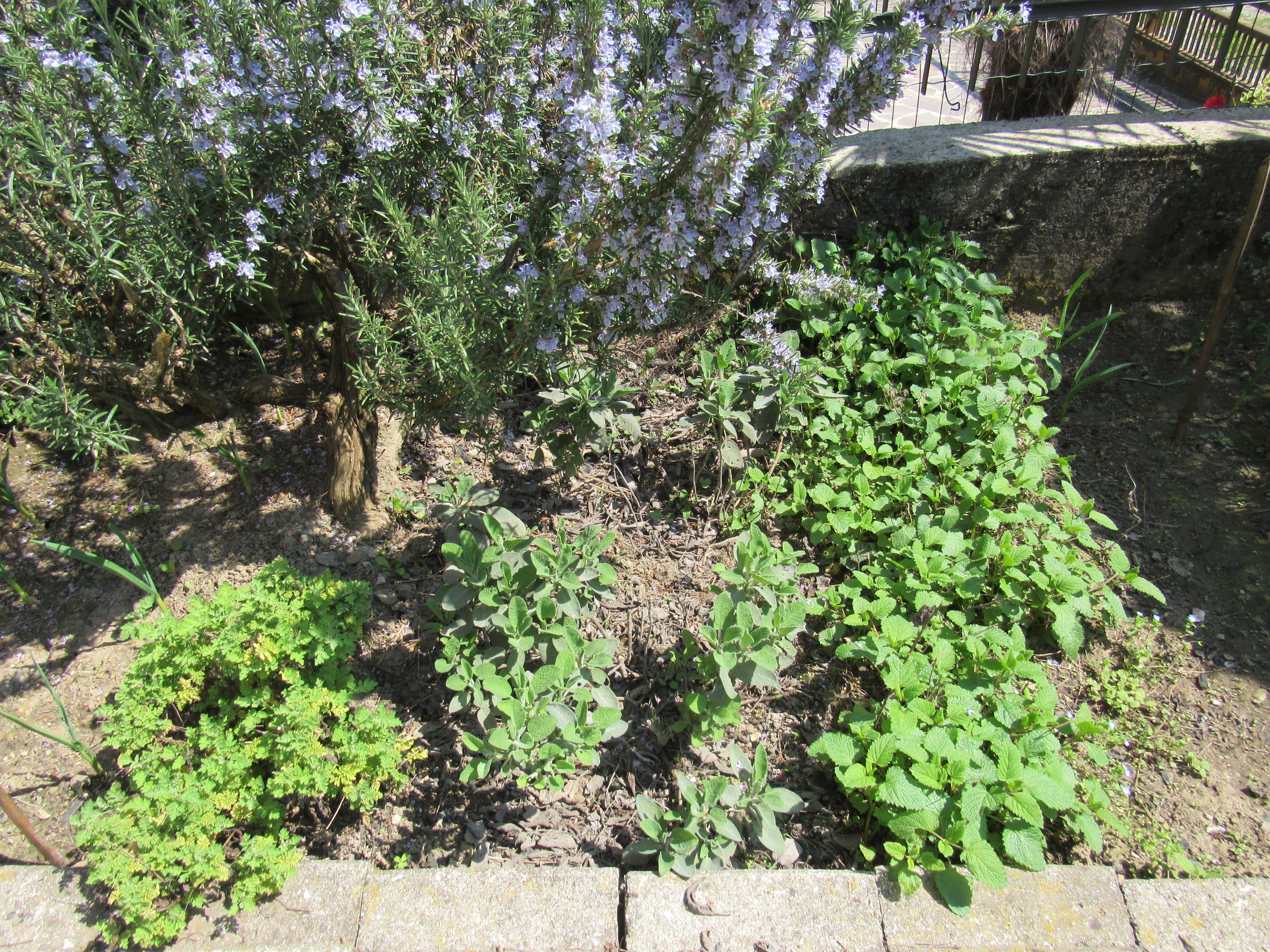 IMG_8935.JPG