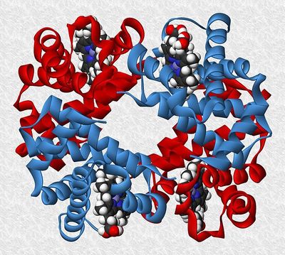 Haemoglobin-3D-ribbons-es (2).jpg