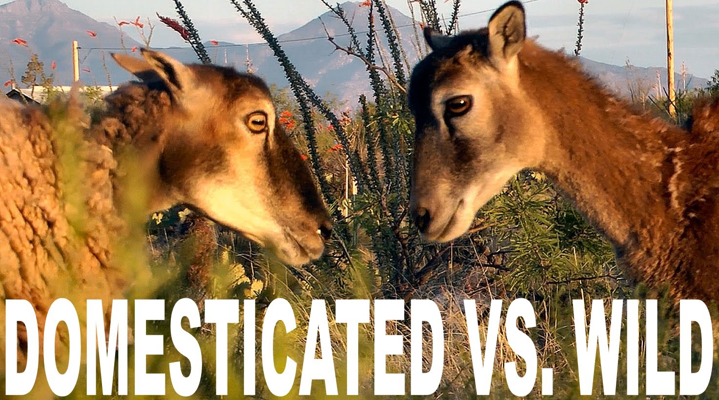 maxresdefault.jpg