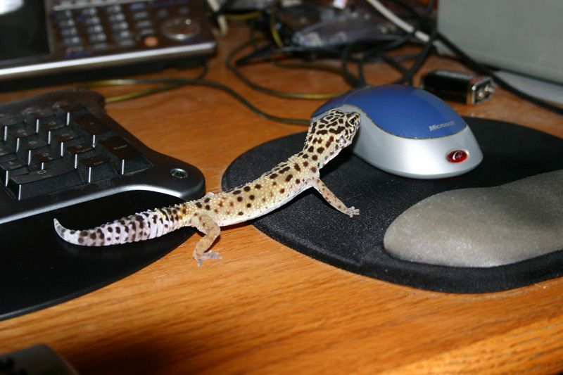 gecko1001.jpg