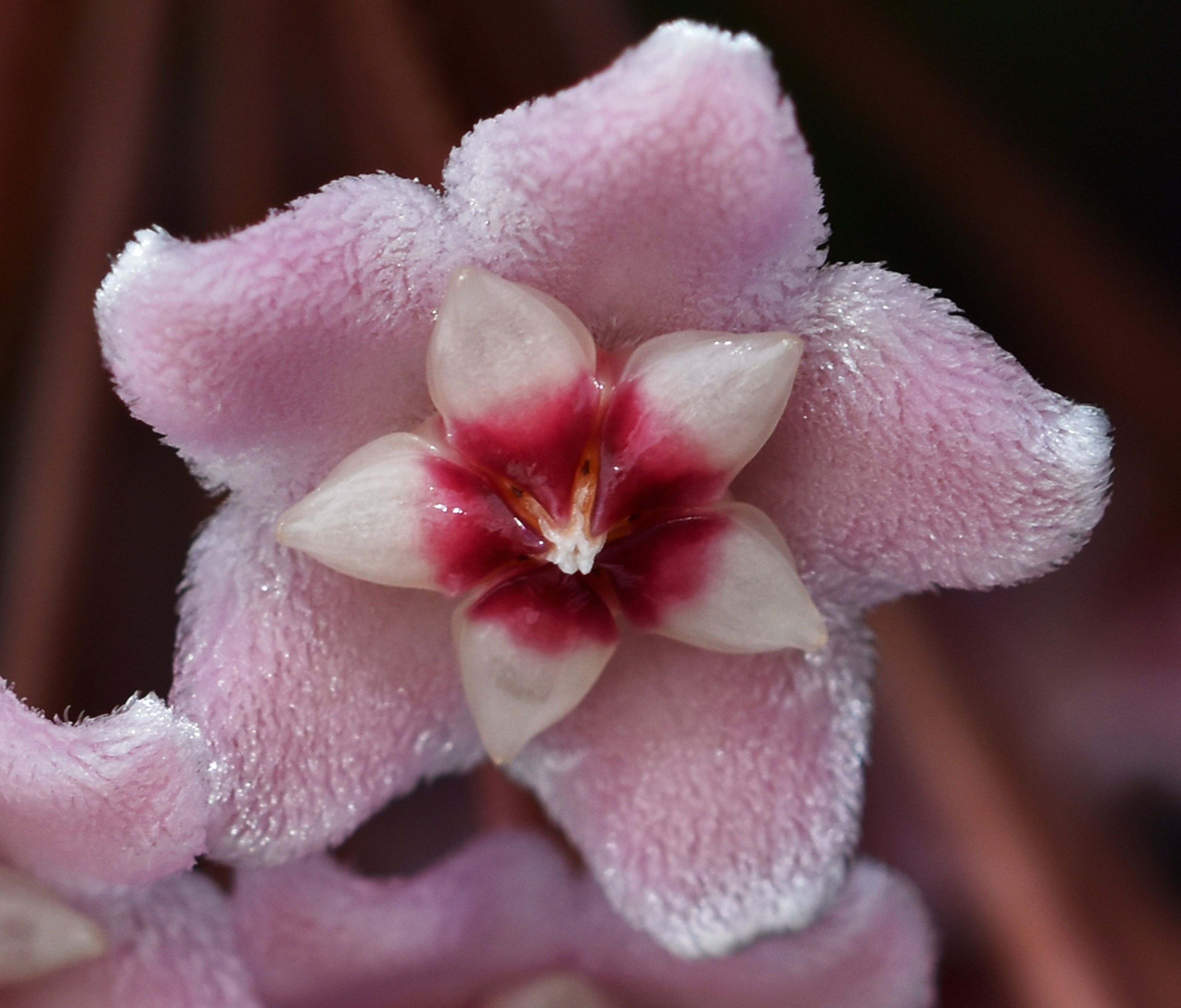 Hoya flower 4.jpg