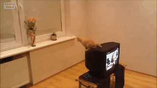 animation (30).gif