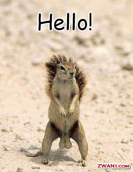 hello-funny-animal-graphic.jpg