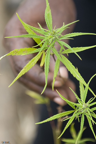 Cannabis-in-Liberia-2.-A-cannabis-plant-from-Liberia-exhibiting-the-narrow-leaves-and-slender-structure-typical-of-the-local-cultivars-1.jpg