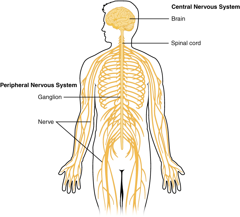 1201_Overview_of_Nervous_System.jpg