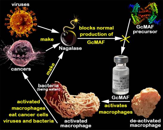 gcmaf-cycle.jpg
