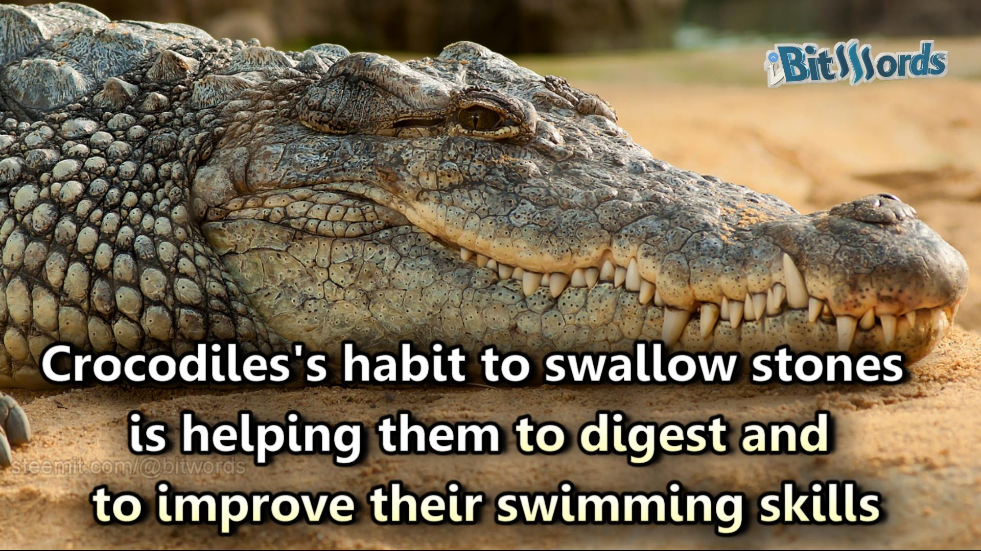 bitwords steemit did you know crocodiles swallow stones why.jpg
